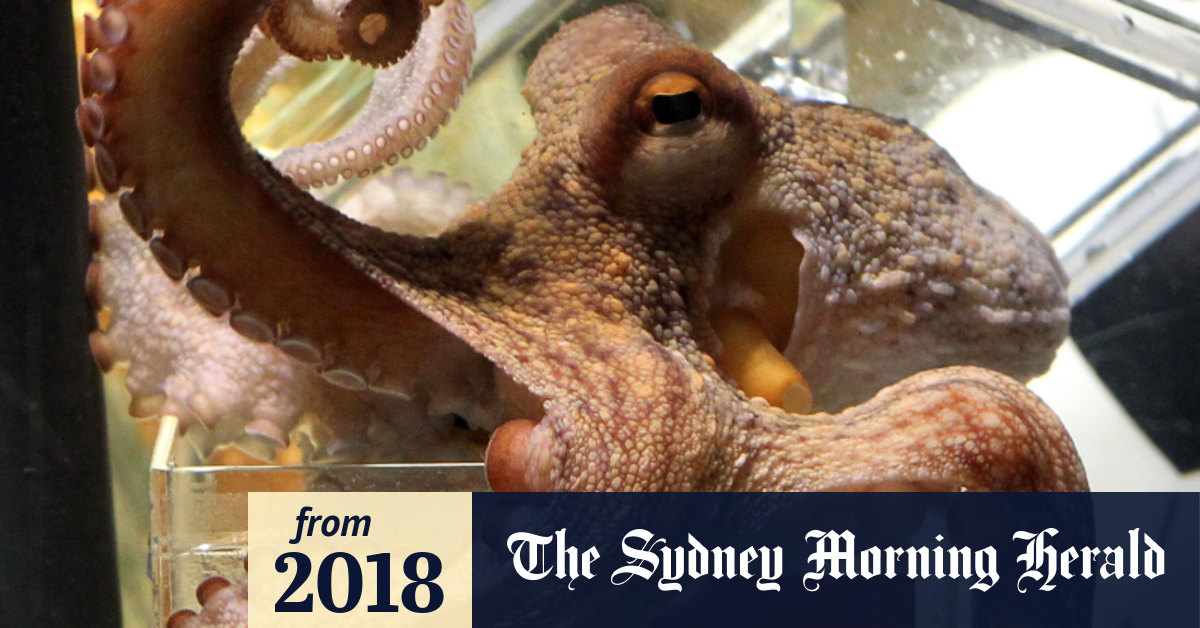 FIFA World Cup Japan's psychic octopus sashimi